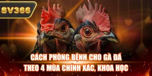 Kiến Thức Đá Gà Tại SV366 – Cẩm Nang Phân Tích Đá Gà Hiệu Quả