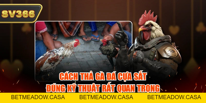 Cách Thả Gà Đá Cựa Sắt Đúng Kỹ Thuật Theo 3 Giai Đoạn