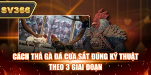 Kiến Thức Đá Gà Tại SV366 – Cẩm Nang Phân Tích Đá Gà Hiệu Quả