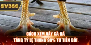 Kiến Thức Đá Gà Tại SV366 – Cẩm Nang Phân Tích Đá Gà Hiệu Quả