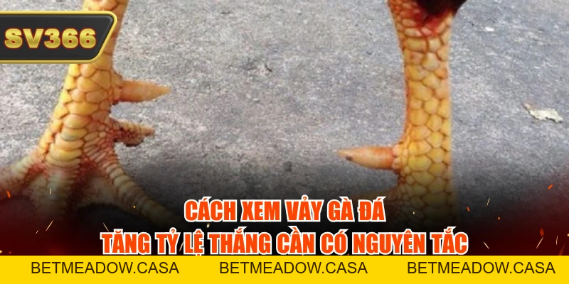 Cách Xem Vảy Gà Đá Tăng Tỷ Lệ Thắng 99% Từ Tiền Bối