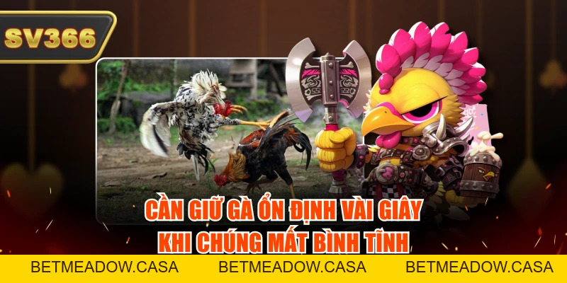 Cách Thả Gà Đá Cựa Sắt Đúng Kỹ Thuật Theo 3 Giai Đoạn