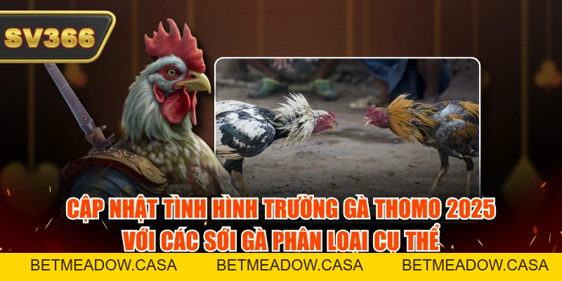 Tình Hình Trường Gà Thomo - Cập Nhật Thông Tin Mới Nhất
