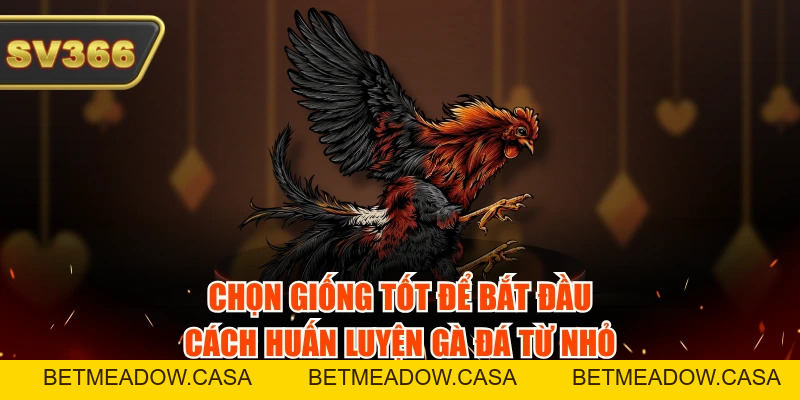 6 Cách Huấn Luyện Gà Đá Từ Nhỏ Cực Hiệu Quả Đừng Bỏ Qua