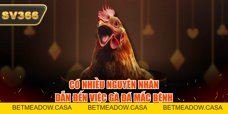 Cách Phòng Bệnh Cho Gà Đá Theo 4 Mùa Chính Xác, Khoa Học