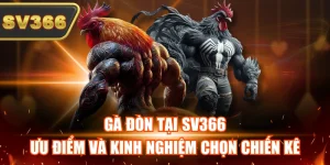 Tin Tức Đá Gà SV366 – Theo Dõi Kèo Hot Và Giải Đấu Mỗi Ngày