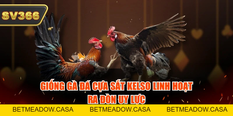 Top 5 Giống Gà Đá Cựa Sắt Phổ Biến, Ra Đòn Cực Chuẩn
