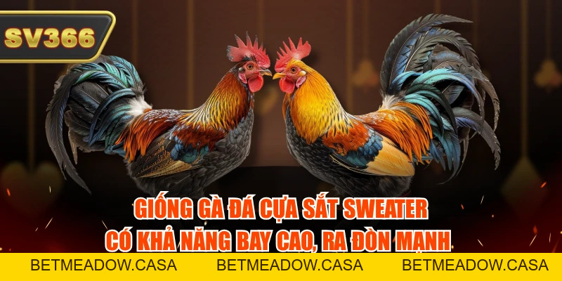 Top 5 Giống Gà Đá Cựa Sắt Phổ Biến, Ra Đòn Cực Chuẩn