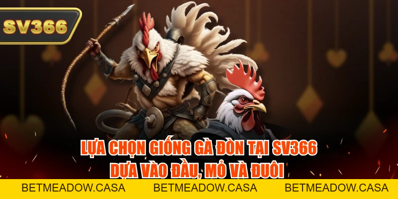 Gà Đòn Tại SV366 - Ưu Điểm Và Kinh Nghiệm Chọn Chiến Kê