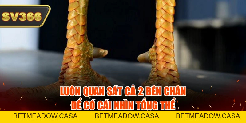 Cách Xem Vảy Gà Đá Tăng Tỷ Lệ Thắng 99% Từ Tiền Bối