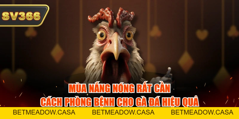 Cách Phòng Bệnh Cho Gà Đá Theo 4 Mùa Chính Xác, Khoa Học