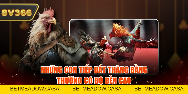 Bỏ Túi 4 Kinh Nghiệm Đá Gà Cựa Dao Hay Bách Trúng Bách Thắng
