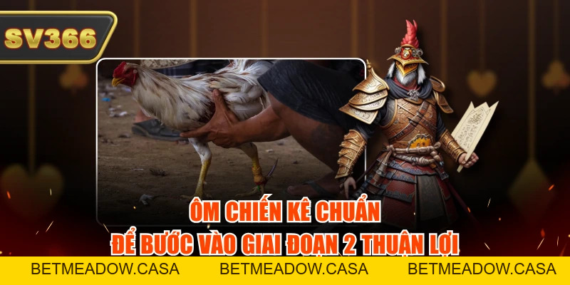 Cách Thả Gà Đá Cựa Sắt Đúng Kỹ Thuật Theo 3 Giai Đoạn