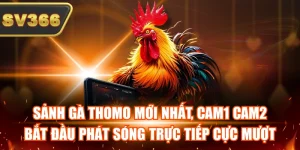 Tin Tức Đá Gà SV366 – Theo Dõi Kèo Hot Và Giải Đấu Mỗi Ngày