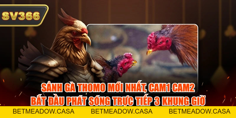 Sảnh Gà Thomo Mới Nhất - Bắt Đầu Phát Sóng Trực Tiếp Cực Mượt