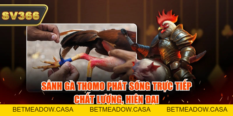 Sảnh Gà Thomo Mới Nhất - Bắt Đầu Phát Sóng Trực Tiếp Cực Mượt