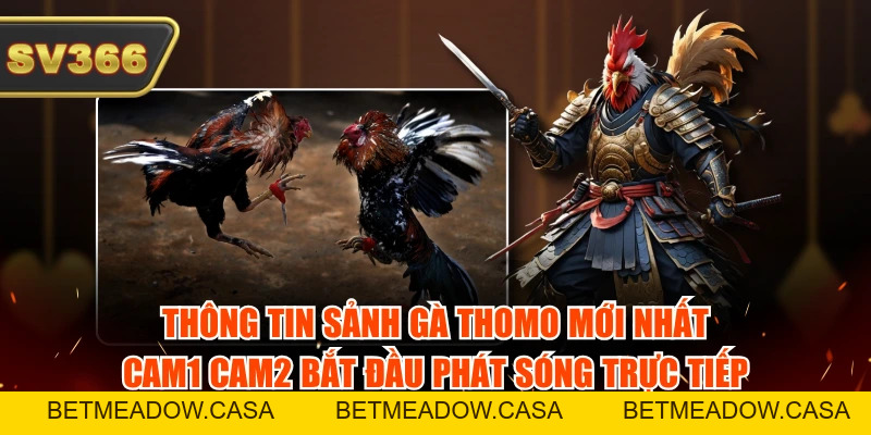 Sảnh Gà Thomo Mới Nhất - Bắt Đầu Phát Sóng Trực Tiếp Cực Mượt