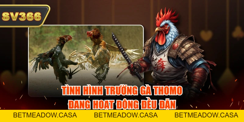 Tình Hình Trường Gà Thomo - Cập Nhật Thông Tin Mới Nhất