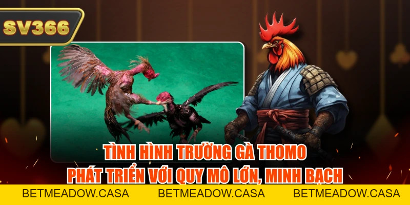 Tình Hình Trường Gà Thomo - Cập Nhật Thông Tin Mới Nhất