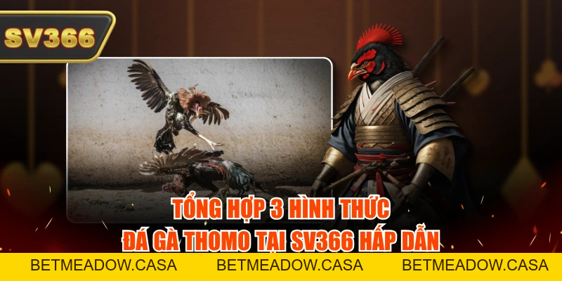 Trực Tiếp Đá Gà Thomo Tại SV366 Chuẩn Và Không Giật Lag