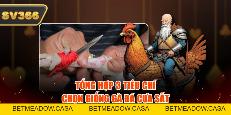 Top 5 Giống Gà Đá Cựa Sắt Phổ Biến, Ra Đòn Cực Chuẩn
