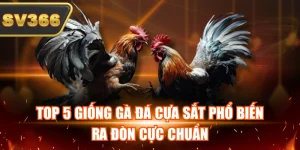 Kiến Thức Đá Gà Tại SV366 – Cẩm Nang Phân Tích Đá Gà Hiệu Quả