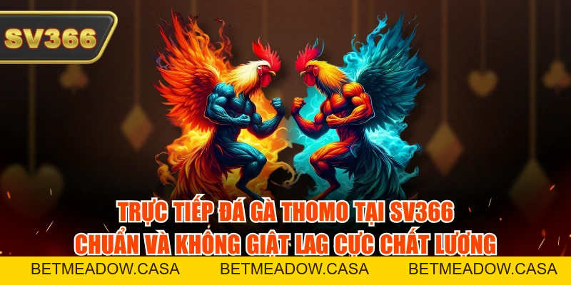 Trực Tiếp Đá Gà Thomo Tại SV366 Chuẩn Và Không Giật Lag
