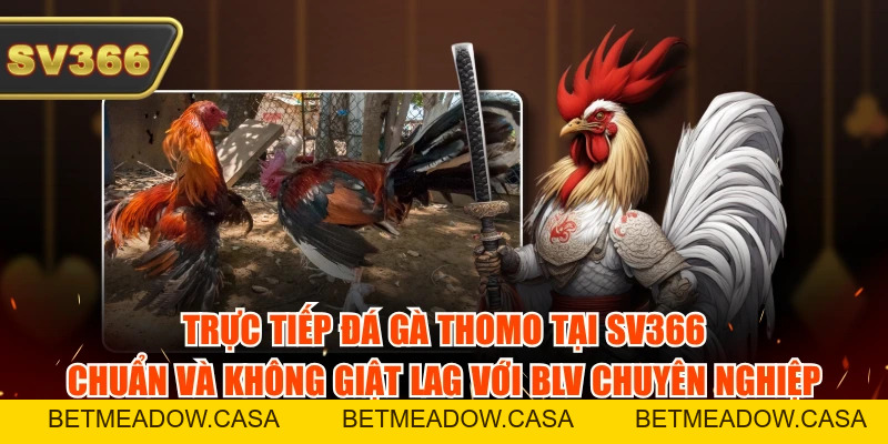 Trực Tiếp Đá Gà Thomo Tại SV366 Chuẩn Và Không Giật Lag