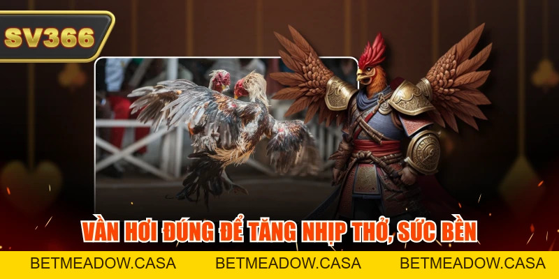 6 Cách Huấn Luyện Gà Đá Từ Nhỏ Cực Hiệu Quả Đừng Bỏ Qua