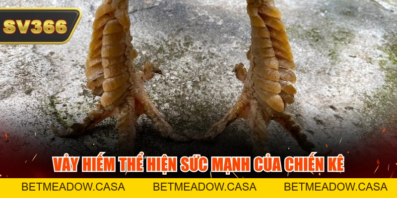 Cách Xem Vảy Gà Đá Tăng Tỷ Lệ Thắng 99% Từ Tiền Bối