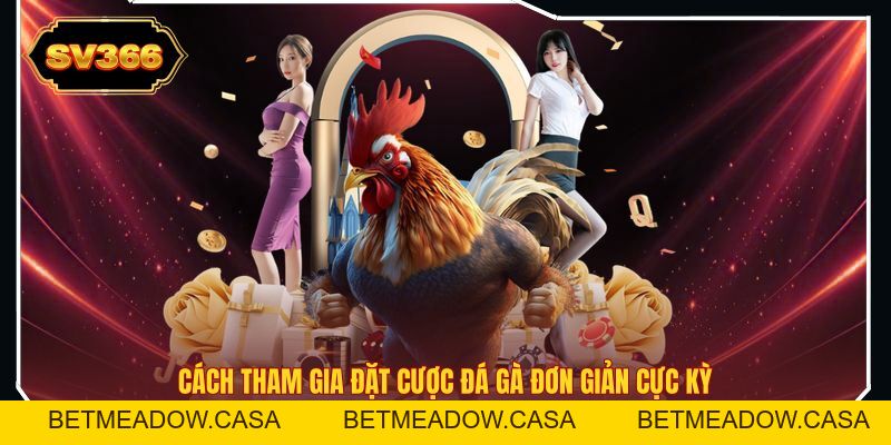 Đá Gà SV366 – Thiên Đường Chọi Gà Kịch Tính Đầy Thú Vị