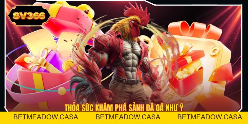 Đá Gà SV366 – Thiên Đường Chọi Gà Kịch Tính Đầy Thú Vị